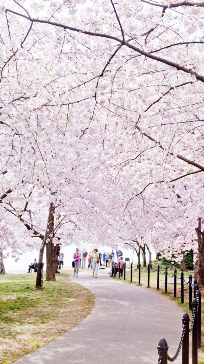 45 Beautiful Spring Phone Wallpapers to Brighten Your Day