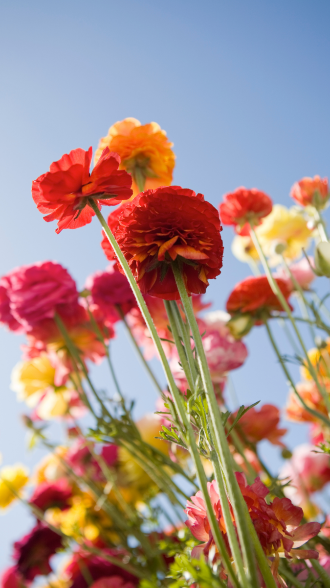 45 Beautiful Spring Phone Wallpapers to Brighten Your Day - Heartfelt ...