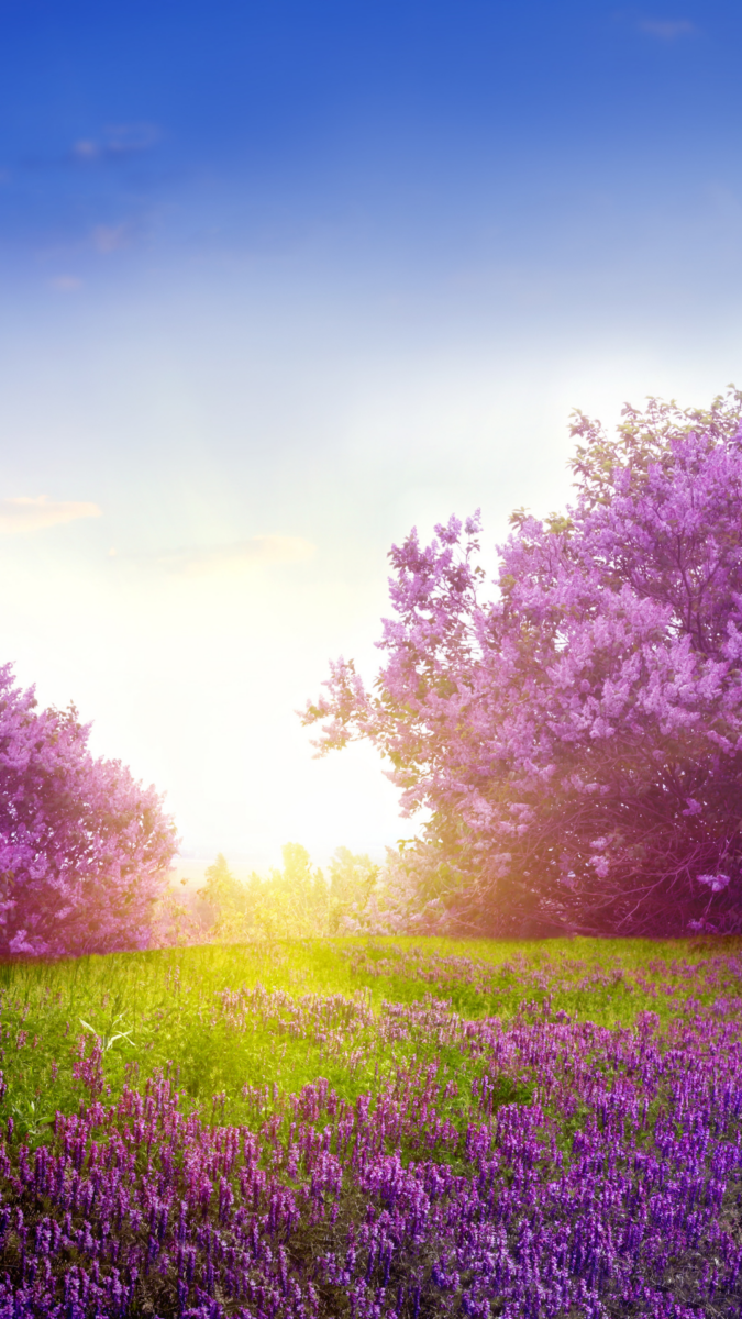 45 Beautiful Spring Phone Wallpapers to Brighten Your Day - Heartfelt ...