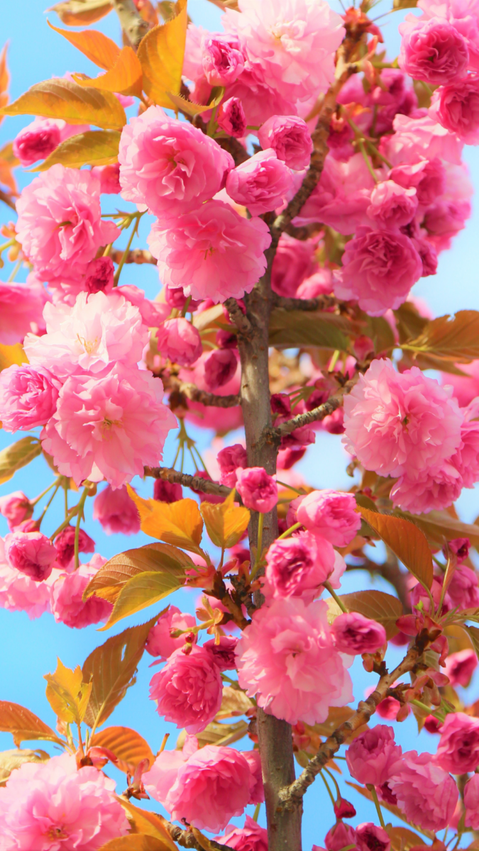 45 Beautiful Spring Phone Wallpapers to Brighten Your Day - Heartfelt ...