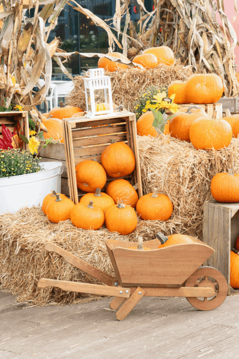 Cozy Fall Aesthetic Ideas to Embrace This Autumn